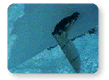 Hobie Mirage Drive Information