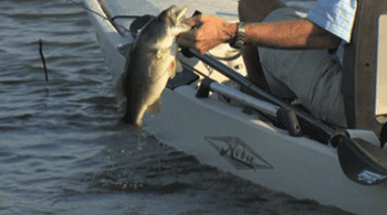 Hobie FISH THE WORLD - South Carolina