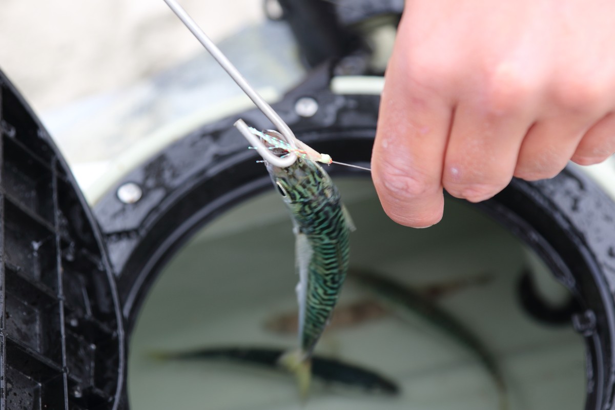 Article image - The Best Bait Catching Tip