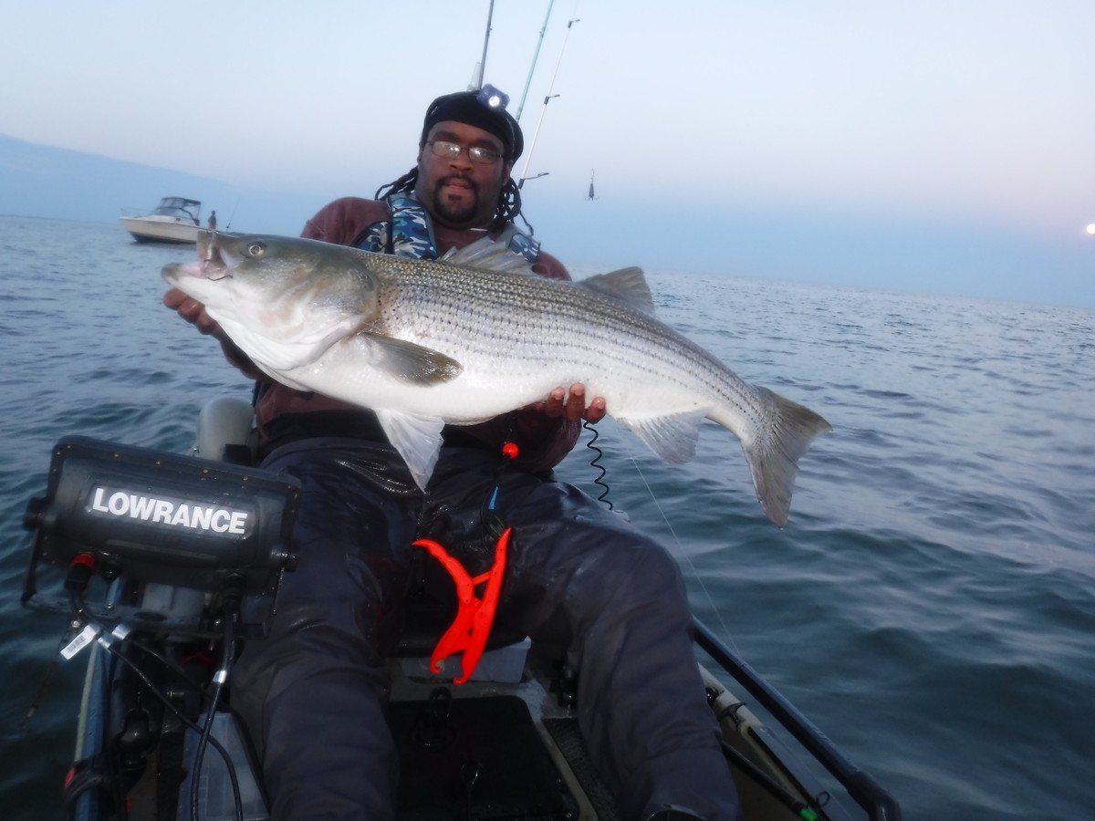 Menhaden Matters: Live Bait Striper Fishing - The Fisherman