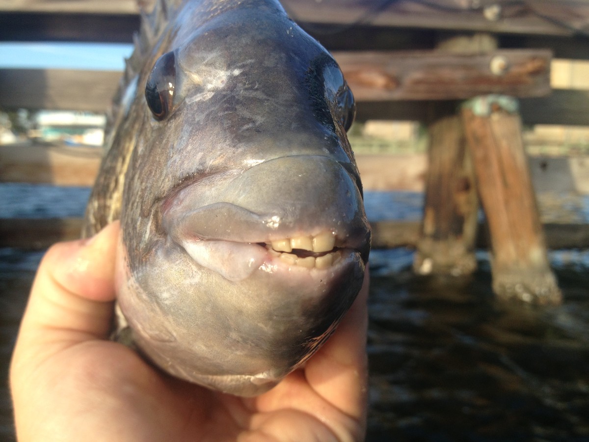 Fishing: Catching the Convicts