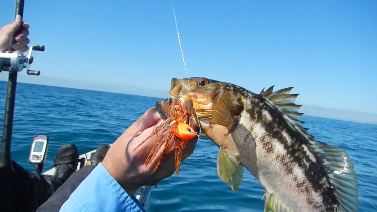 How to fish weedless swimbaits for calico bass - SoCal Bight