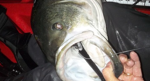 Eric Harrison, Striper