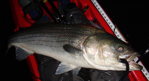 Eric Harrison, Striped Bass