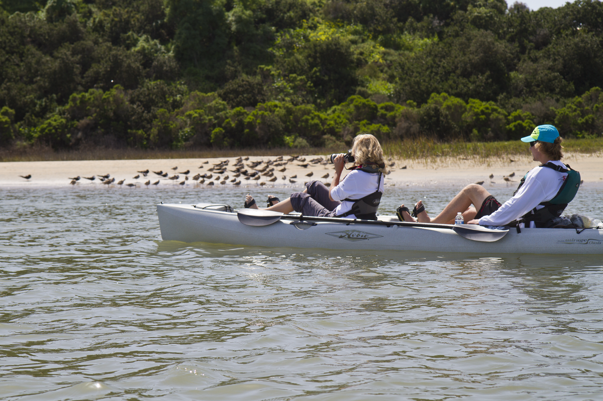 Article image - Fine Feathered Friends